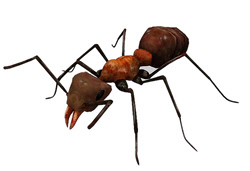 3D Model - Ant 3D Model - Ant